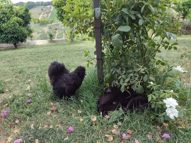 Giardino della casa visto dal terrazzo